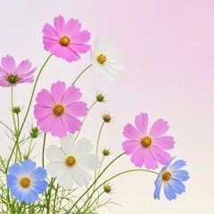 Obraz premium Colorful cosmos flowers arrangement isolated on white background