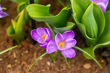flower © Arkadiusz