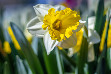 Obraz premium flower