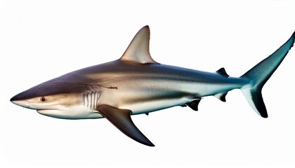 Obraz premium blacktip reef shark isolate on white background