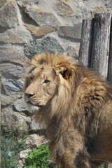 lion in the zoo park