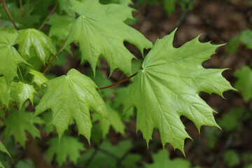 Close-up of young green Norway maple leaves (Acer platanoides) in spring, vibrant natural texture and fresh botanical background.