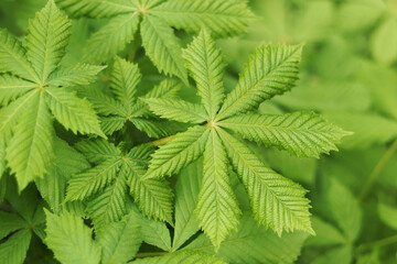 Fresh green horse chestnut leaves (Aesculus hippocastanum) in spring, close-up with natural sunlight, vibrant botanical background.