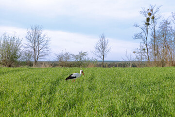 White stork standing in a green grassy field on a sunny spring day.