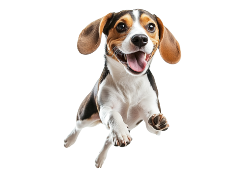 jumping Beagle dog