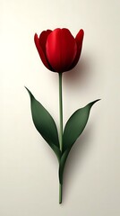 Single red tulip bloom on stem, green leaves, white background
