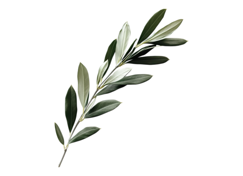 Long leafy olive