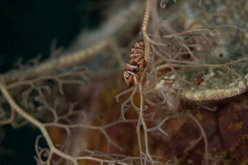 The Basket Star Shrimp (Lipkemenes lanipes) are exclusively associated with Basket Stars. Underwater macro photography from Anilao, Philippines
