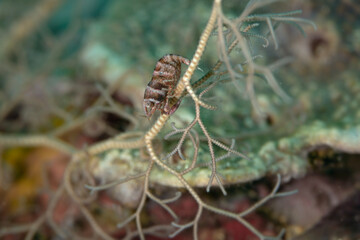 The Basket Star Shrimp (Lipkemenes lanipes) are exclusively associated with Basket Stars. Underwater macro photography from Anilao, Philippines