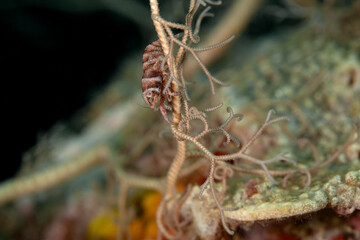 The Basket Star Shrimp (Lipkemenes lanipes) are exclusively associated with Basket Stars. Underwater macro photography from Anilao, Philippines