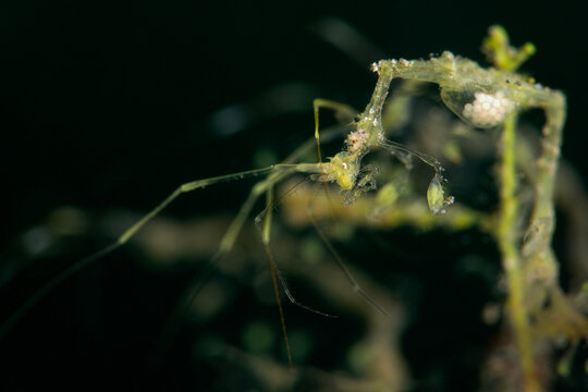 Skeleton Shrimp (Caprella sp.) with eggs. Underwater macro photography from Anilao, Philippines