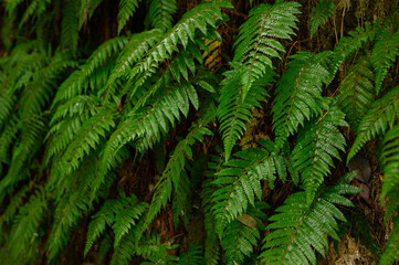 Green ferns growing on rock in wild ,move in wind. Natural background, texture. Pteridium. Fern in tropical forest.