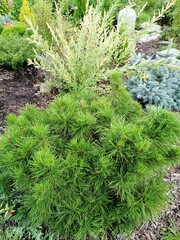 Dwarf mountain Pinus Mugo Mughus in a coniferous garden. Flower background