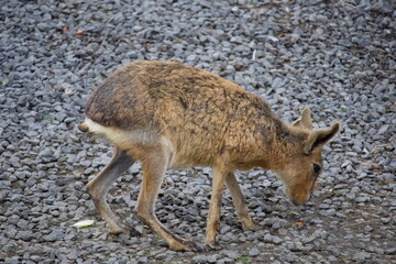 Petit mara