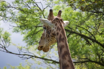 Girafe vue de l'arrière, gros plan