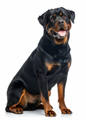 Obraz premium Rottweiler dog sitting against white background