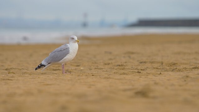Seagull standing on a sandy beach with blurred sea in the background
