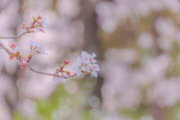桜