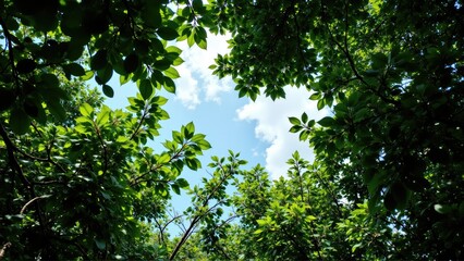 rainforest canopy dense mystical. A view of a bright blue sky framed by lush green leaves, creating a serene and natural atmosphere.