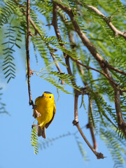 Yellow Wilsons warbler bird perched on a branch in the spring 