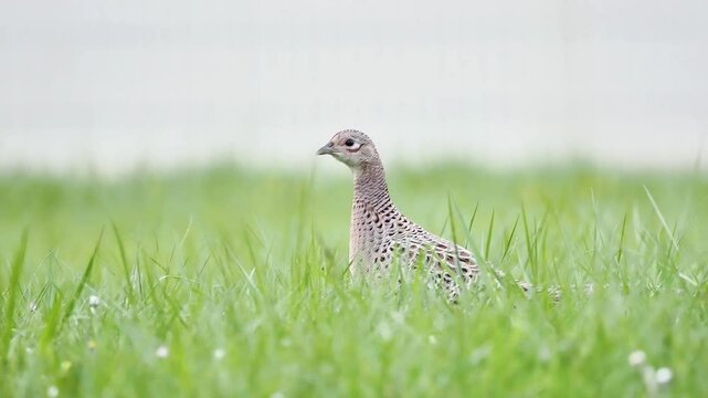 A colorful male pheasant walking in a grassy field, showcasing its vivid plumage. Typical scene of rural wildlife.