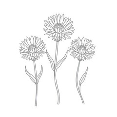 Elegant Line Art Trio of Gray Flowers: A Botanical Illustration