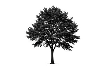 Sweetgum Tree Isolated on White Background for Stock Photography