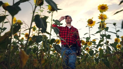 man farmer working laptop sunset sunflower field, business farmer, digital laptop, agriculture sunflower, field management technology, sunflower field laptop, farmer typing laptop, agro