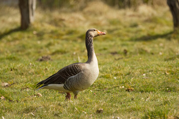 Greylag goose standing in the meadow on a sunny day, greylag goose in the sunshine, goose in the meadow, rural scene with a bird looking to the right, Anser anser