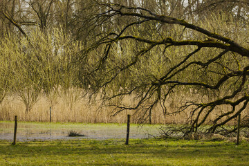 Landscape with beautiful tree, tree tilts to the side, bare tree in spring, field with fence and leafless tree, field behind it, green meadow, dominant branches protrude onto the meadow