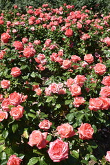 Rosier rose en fleurs en été