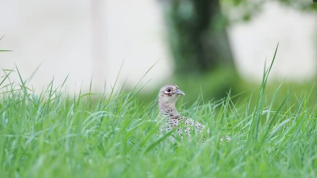 A colorful male pheasant walking in a grassy field, showcasing its vivid plumage. Typical scene of rural wildlife.