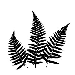 Fern Leaf Silhouette: Capturing the elegant simplicity of nature. These striking, intricate fern fronds stand as a symbol of natural beauty.