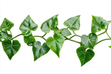Lush green ivy vine with heart shaped leaves isolated on a bright white background showcasing vibrant green foliage and intricate