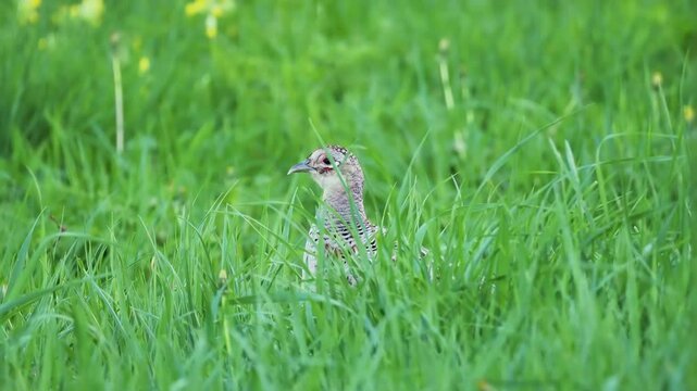 A colorful male pheasant walking in a grassy field, showcasing its vivid plumage. Typical scene of rural wildlife.