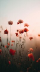 Obraz premium Poppy Field in Soft Focus with Pastel Sky and Golden Haze
