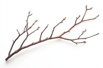Fototapeta premium A stark winter branch against a bright white background showcasing its intricate bare structure with delicate brown twigs and subtle