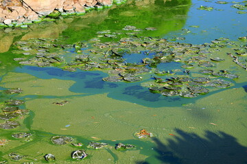 Water pollution by blooming blue green algae - is world environm