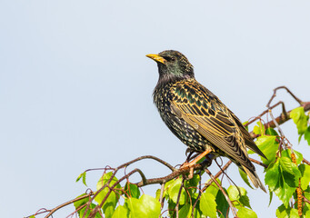 Starling, Scientific name: Sturnus vulgaris, perched on a weeping Silver Birch branch, facing  left with glossy feathers and head raised.  Clean background. Horizontal.  Copy space