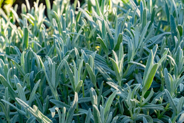 A dense patch of green narrow-leaved plants with fine hairs, creating a soft-textured effect....