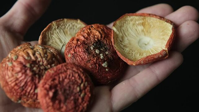 Hand gently holding dried red fly agaric mushrooms with textured caps. Symbolizing microdosing amanita muscaria and alternative medicine concepts.