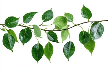 Lush green branch with vibrant leaves showcasing nature s beauty against a stark white background Detailed leaf textures and rich green