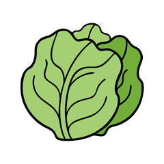 Fresh green lettuce head illustration for salad ingredients and healthy eating concept design