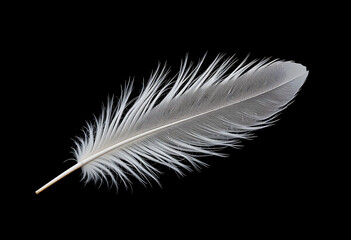 white feather on black background