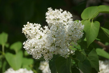 white flowers
