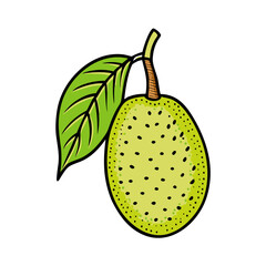 Illustration of green jackfruit with leaf tropical fruit healthy food vegetarian diet vegan snack fresh organic food