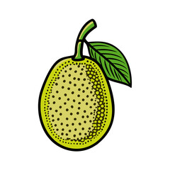 Illustration of jackfruit tropical fruit with leaf, exotic food, vegetarian, vegan, healthy diet