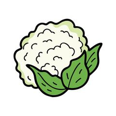 Isolated cauliflower vegetable drawing vector illustration healthy eating concept design element