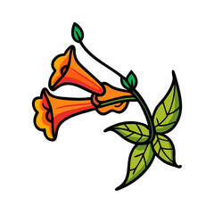 Illustration of orange trumpet vine flower floral botanical design nature plant blossom bloom garden