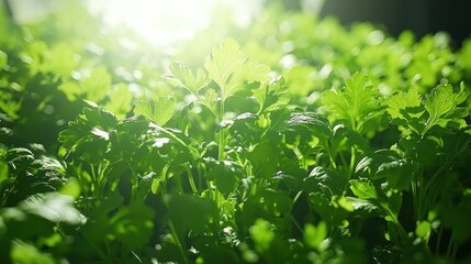 Obraz premium Bright, lush parsley, close-up view in sunny garden